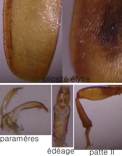 Réf. 325 921 : Epuraea sp.